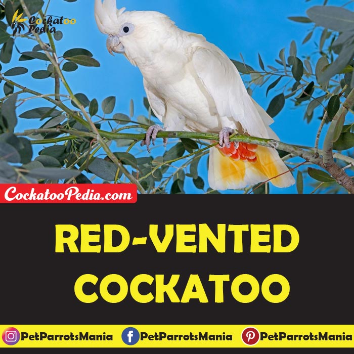 red cockatoo