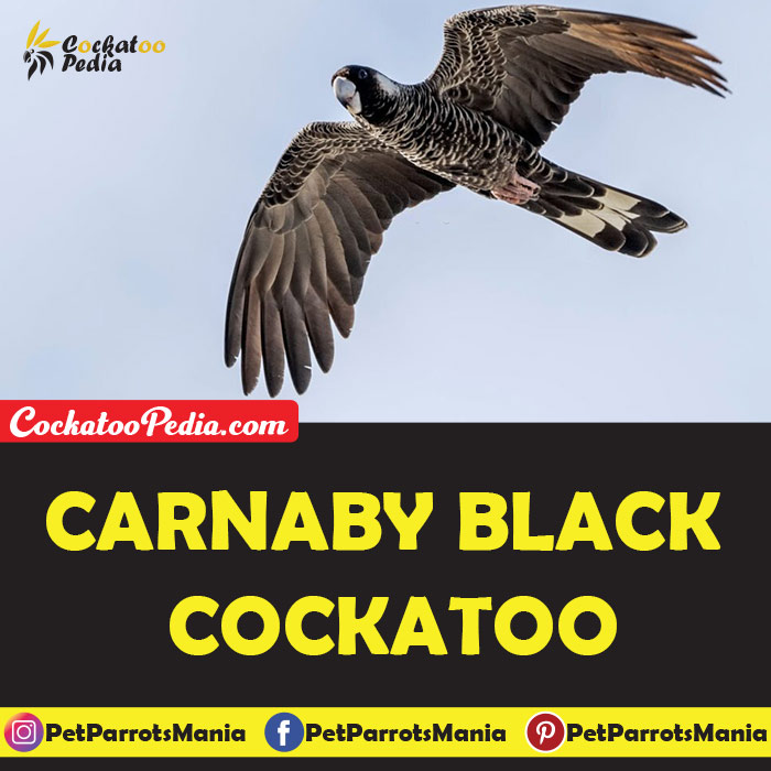 Carnaby Black Cockatoo
