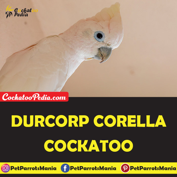 Durcrop Corella Cockatoo