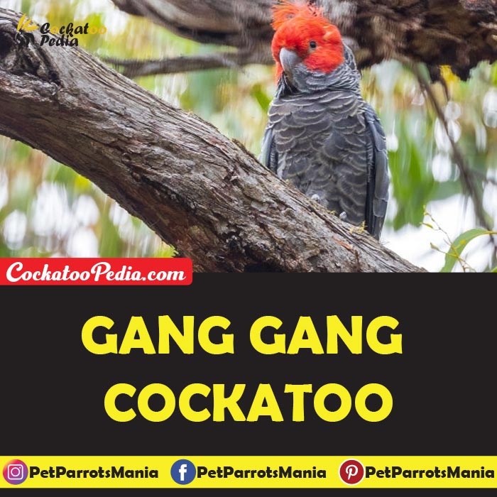 Gang Gang Cockatoo