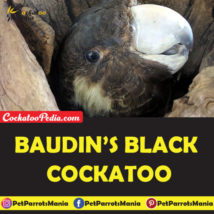 Baudin’s Black Cockatoo
