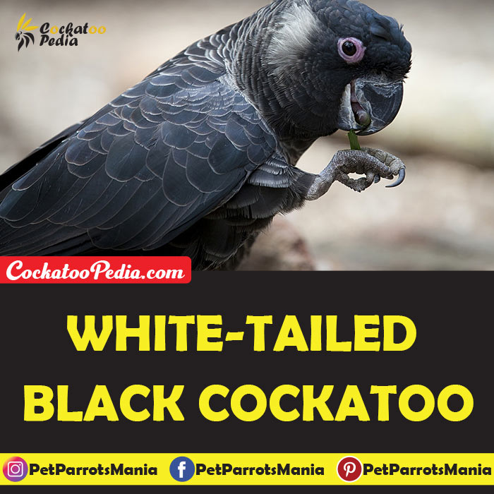 White-tailed Black Cockatoo