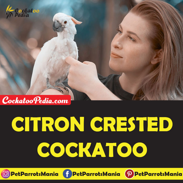 Citron Crested Cockatoo