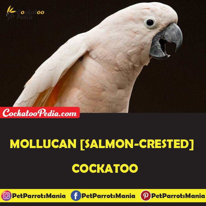 Mollucan [Salmon-crested cockatoo]