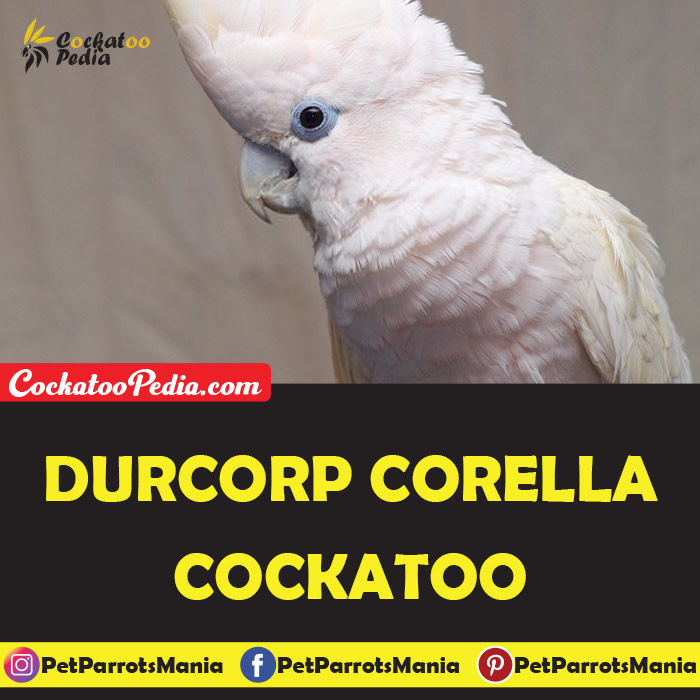 Durcrop Corella Cockatoo