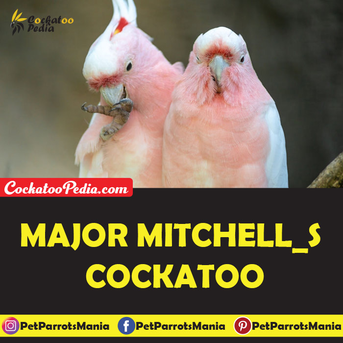 Major Mitchell's Cockatoo