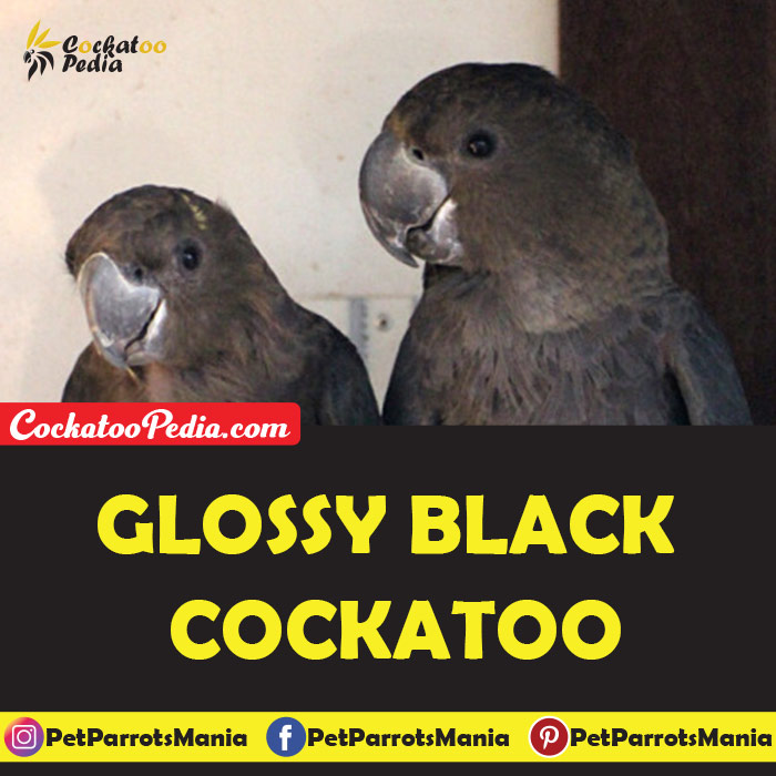 Glossy Black Cockatoo