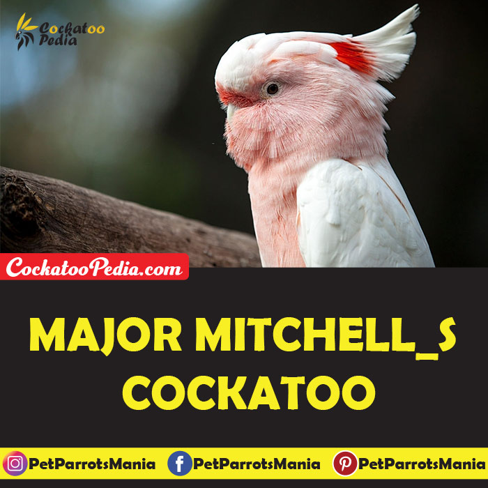 Major Mitchell's Cockatoo