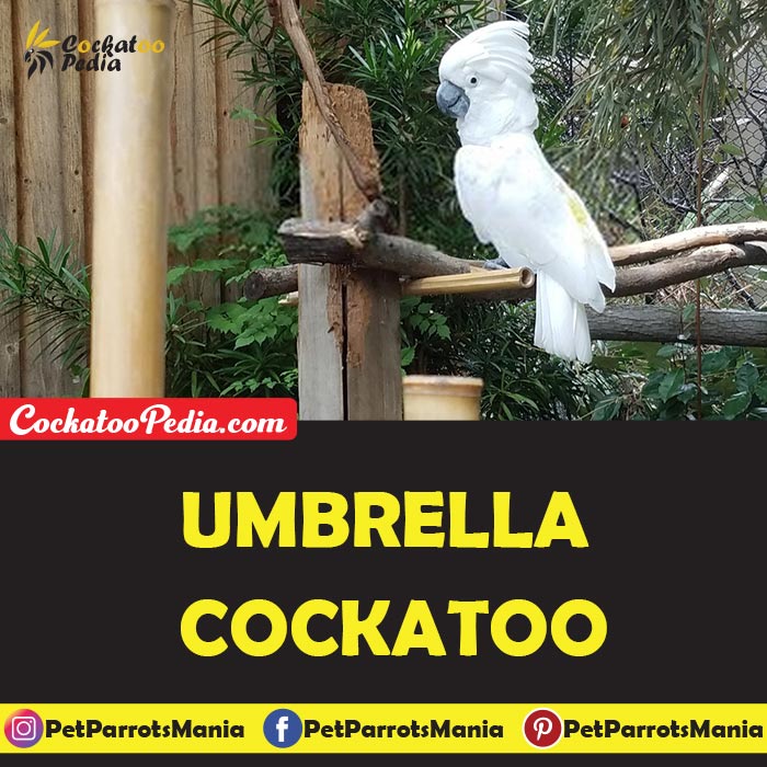 Umbrella Cockatoo