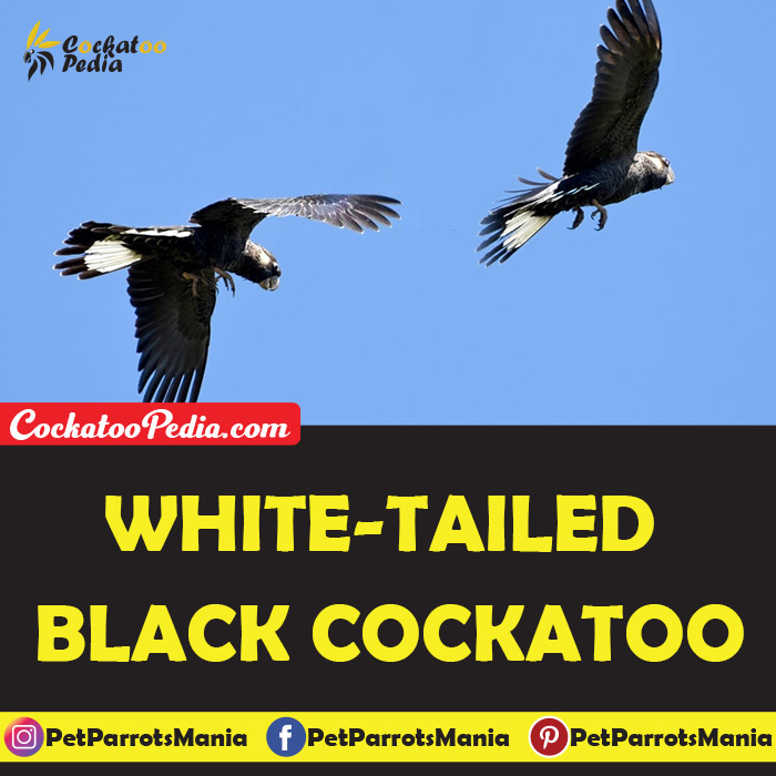 White-tailed Black Cockatoo