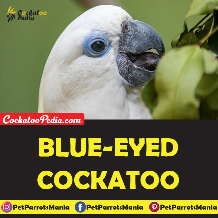 Blue-eyed Cockatoo