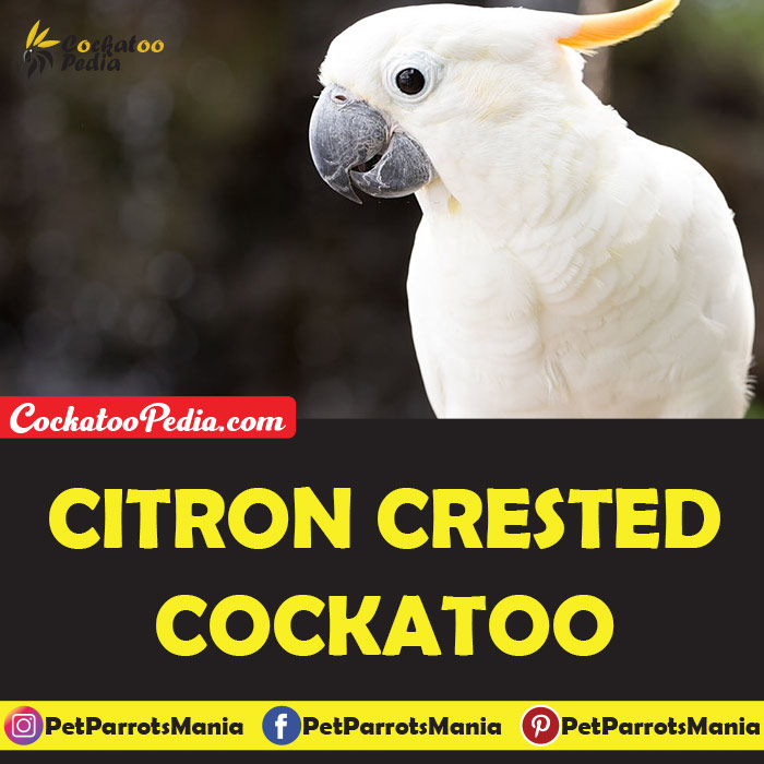 Citron Crested Cockatoo