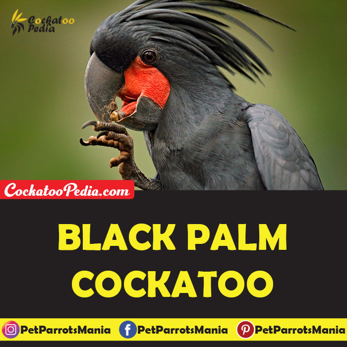 Black Palm Cockatoo