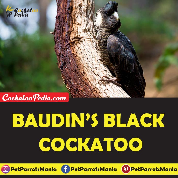 Baudin’s Black Cockatoo