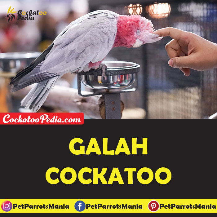 Galah Cockatoo