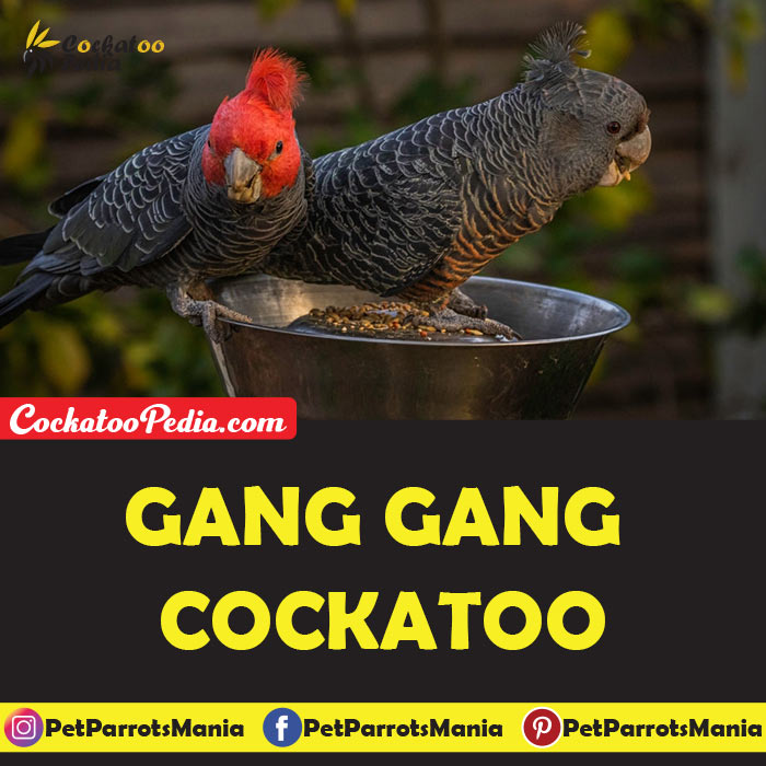 Gang Gang Cockatoo