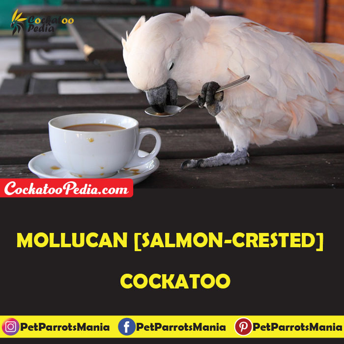 Mollucan [Salmon-crested cockatoo]
