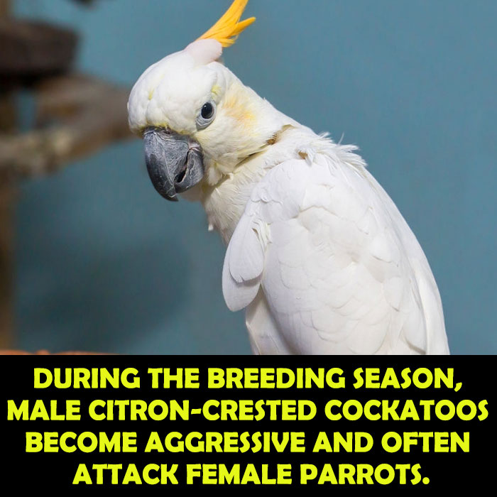 Breeding Behavior of Citron-Crested Cockatoo