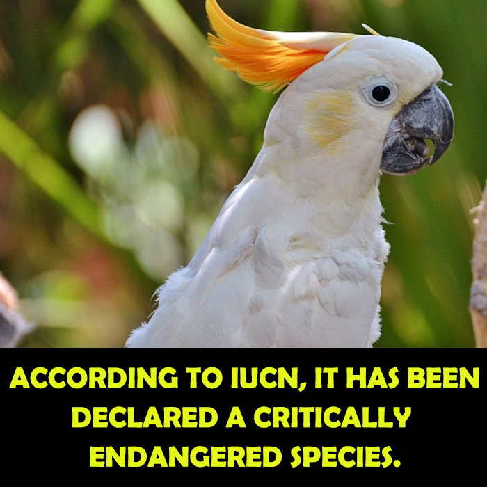Conservation Status of Citron-Crested cockatoo