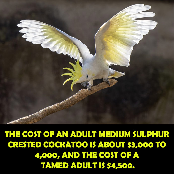 Cost of Greater Sulphur Crested Cockatoo