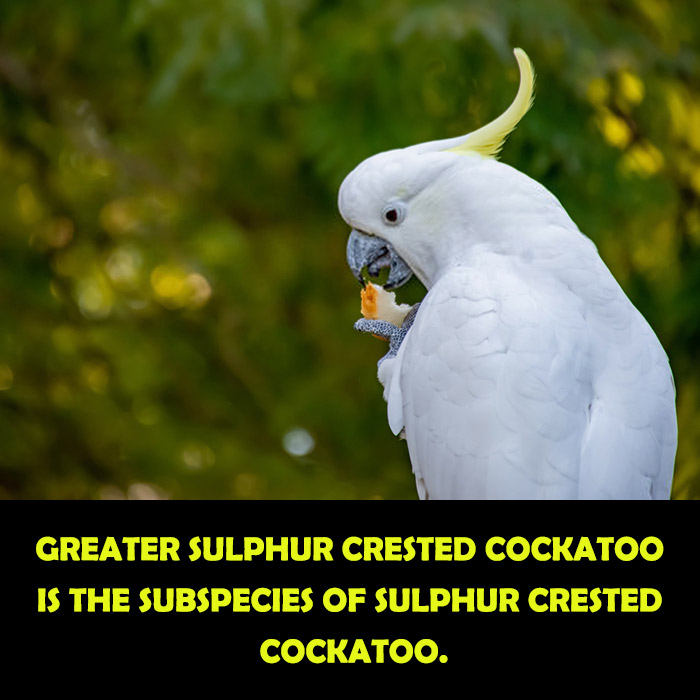 Greater Sulphur Crested Cockatoo is the subspecies of Sulphur Crested Cockatoo