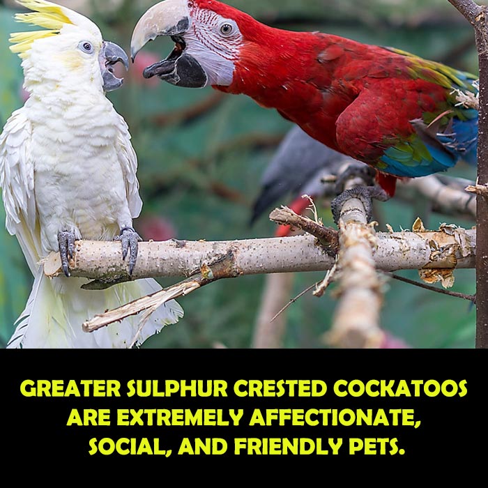Greater Sulphur Crested Cockatoos as a Pet