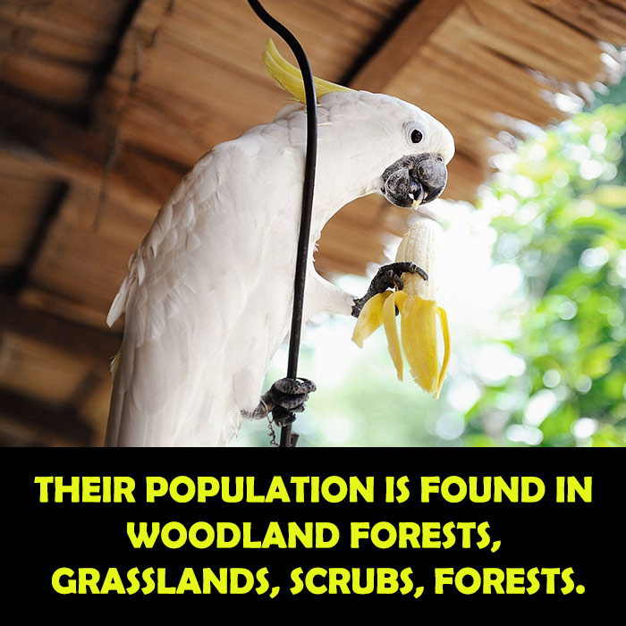 Habitat Loss Of  Greater Sulphur Crested Cockatoos