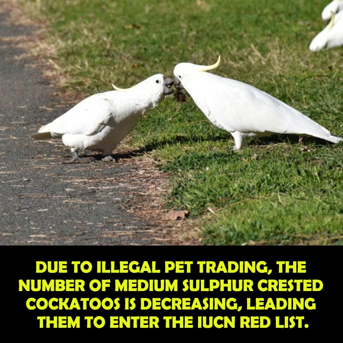 Illegal Pet Trading of Medium Sulphur Crested Cockatoos