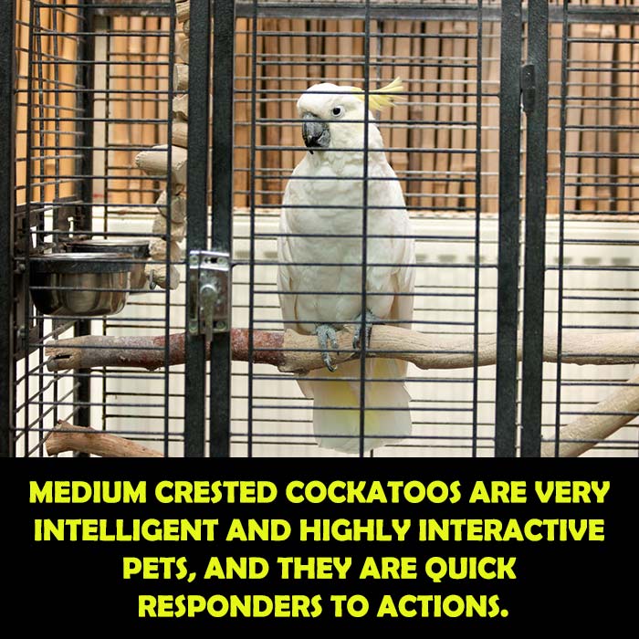 Medium Sulphur Crested cockatoos as Pets