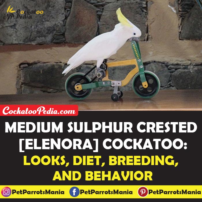 Medium Sulphur Crested [Elenora] Cockatoo: Looks, Diet, Breeding, and Behavior