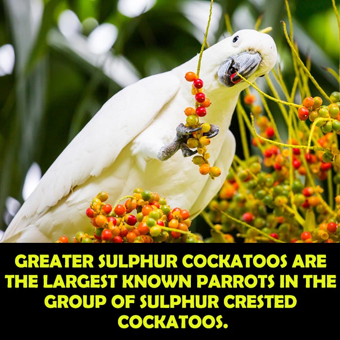 Scientific Classification of Greater Sulphur Crested Cockatoo