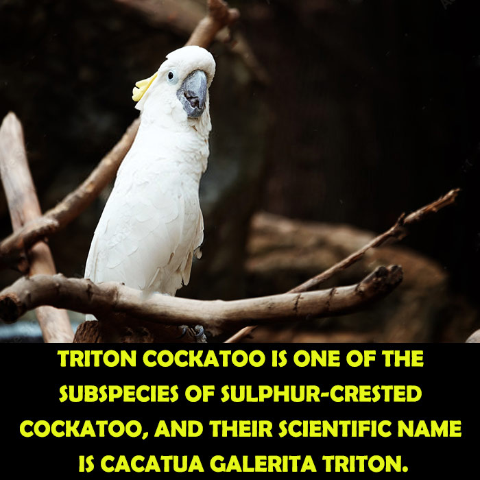 Scientific Classification of Triton Cockatoo