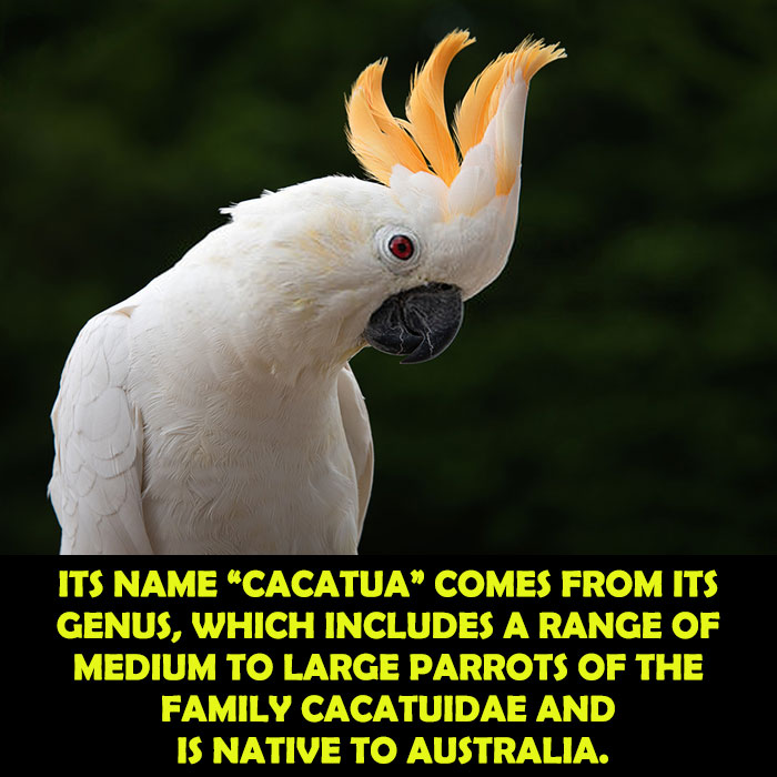 Scientific Name of Citron-Crested Cockatoo