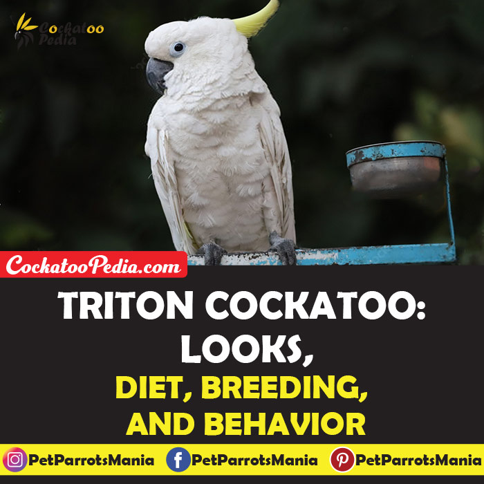 Triton Cockatoo
