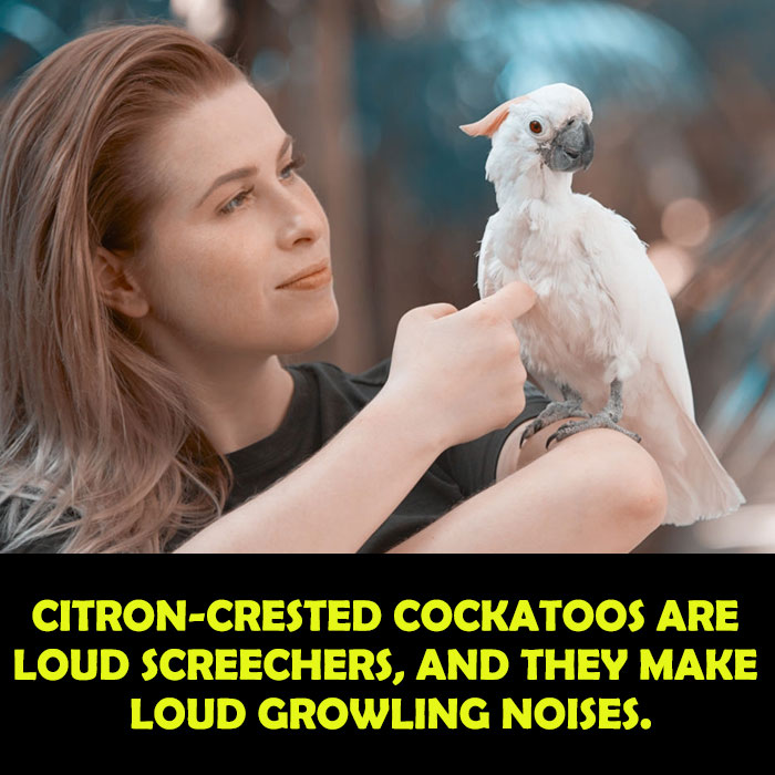 Vocals of Citron-Crested Cockatoo