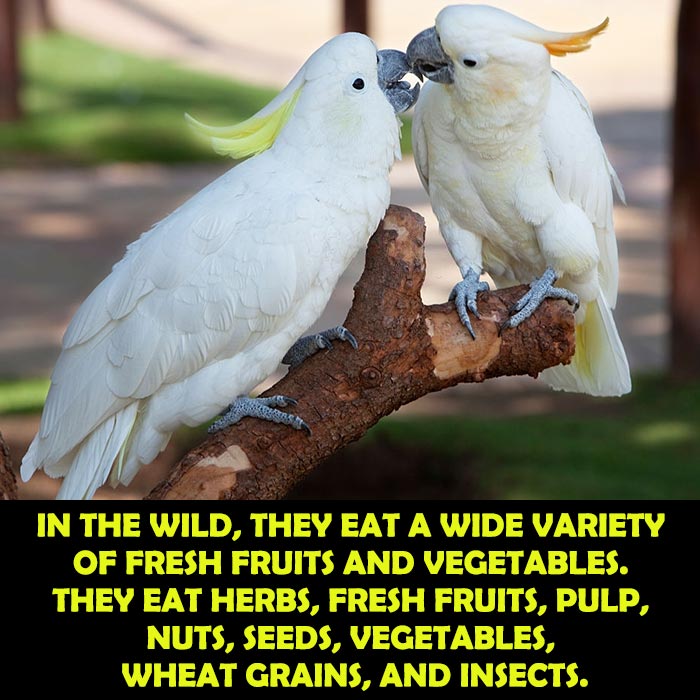 What Do Citron-Crested Cockatoos Eat