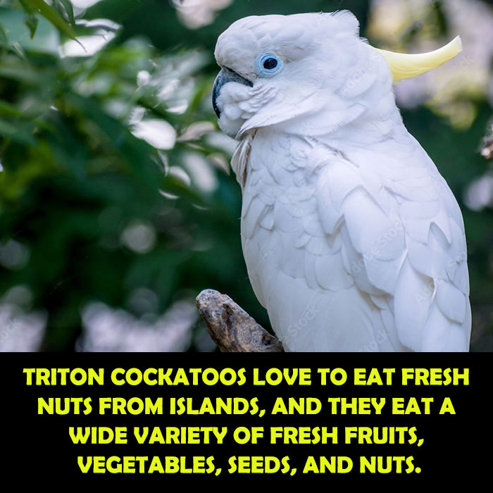 What Do Triton Cockatoos Eat