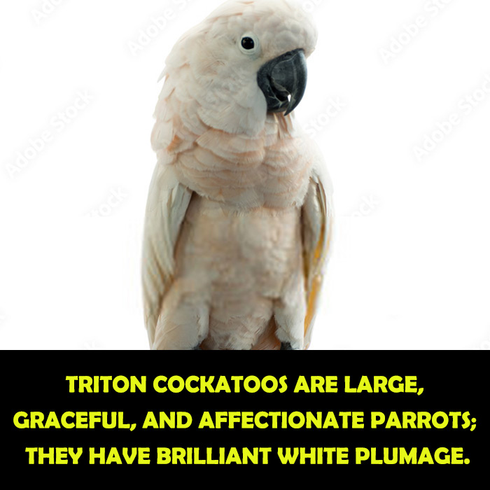 What-Do-Triton-Cockatoos-Look-like
