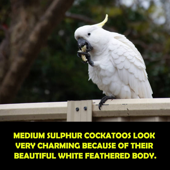 What Does Medium Sulphur Crested Cockatoos Look like