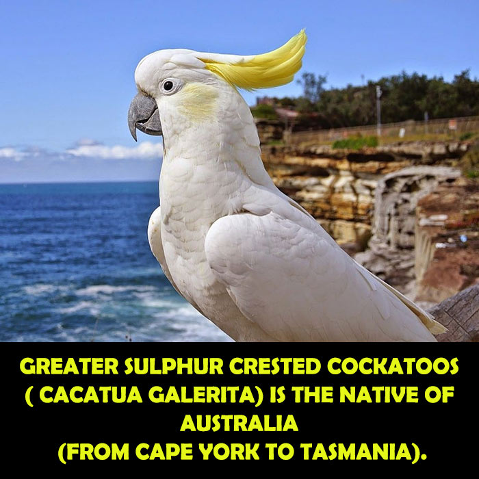 Where Do Greater Sulphur Crested Cockatoos live
