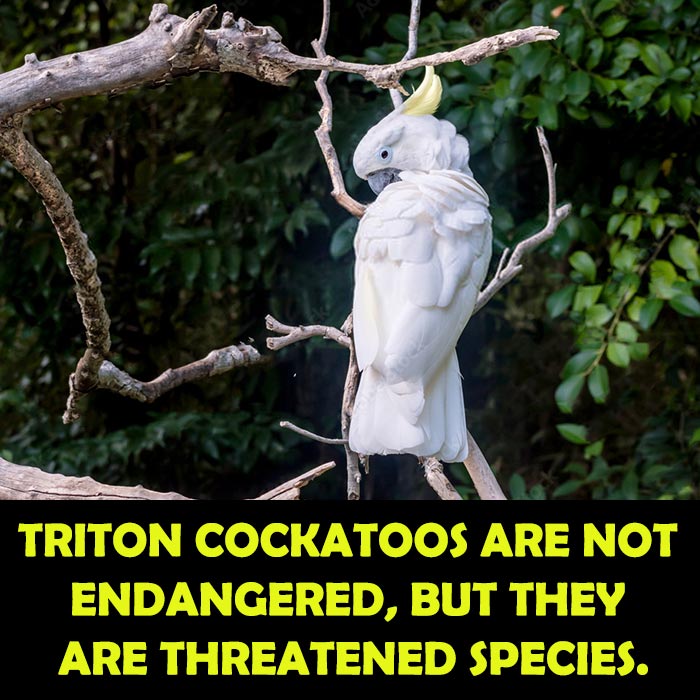 population of Triton Cockatoo