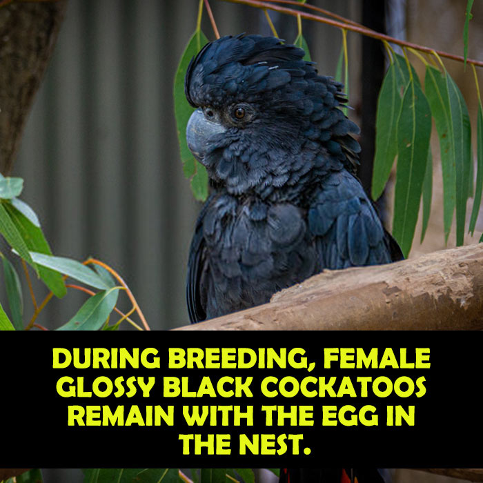 Breeding behavior of Glossy black cockatoo