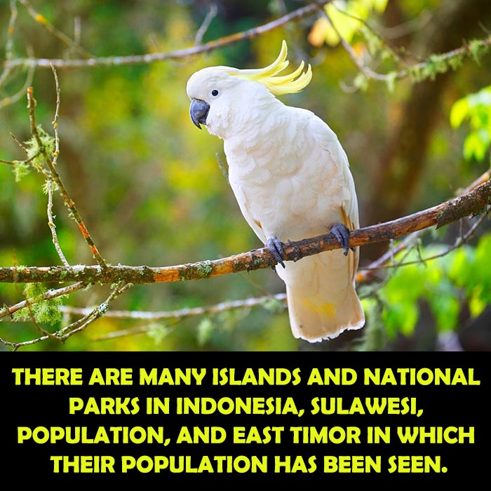 Conservation Status of Yellow Crested Cockatoo