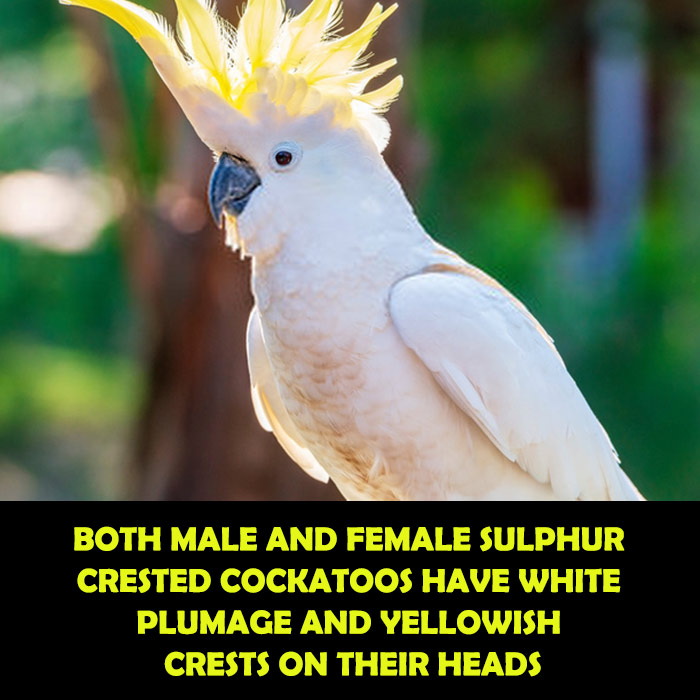 Difference between Male and Female Sulphur Crested Cockatoo