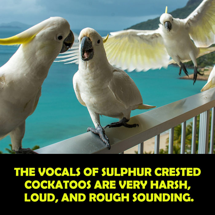 Difference of Vocals in Male and Female Sulphur Crested Cockatoos