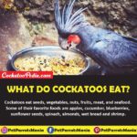 What Do Cockatoos Eat?