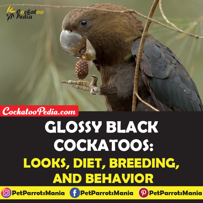 Glossy Black Cockatoos