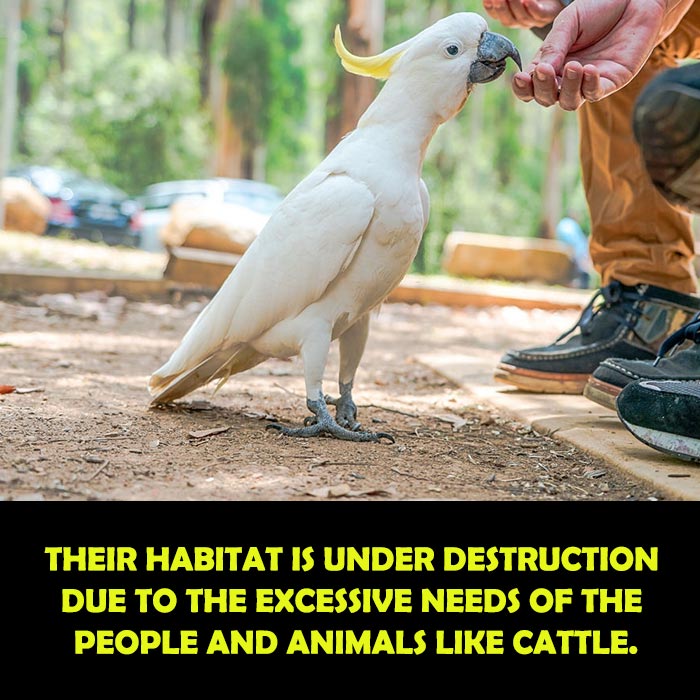 Habitat Loss of Yellow Crested Cockatoo
