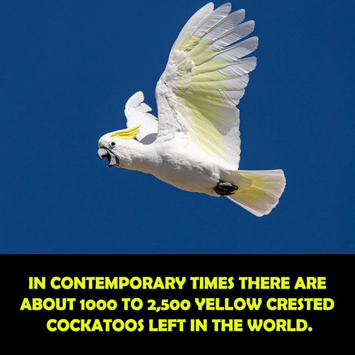 How Many Yellow Crested Cockatoos are left