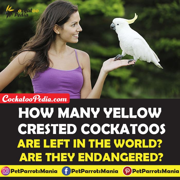 How many Yellow Crested Cockatoos are Left in the World